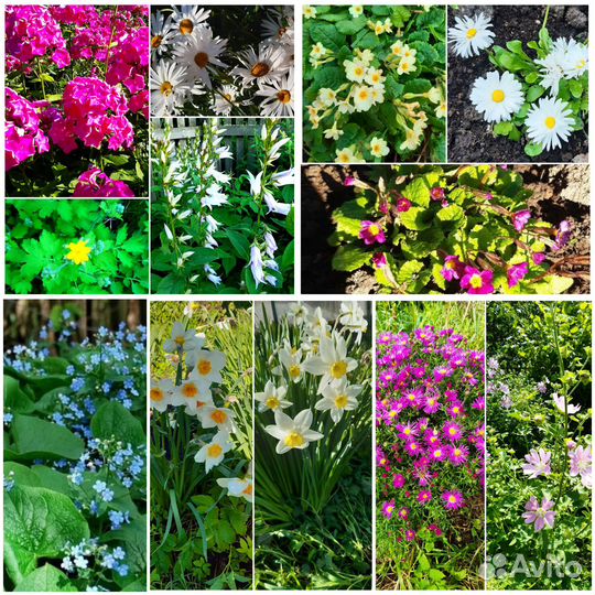 Многолетние садовые цветы разные