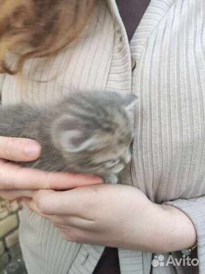 Британские котята