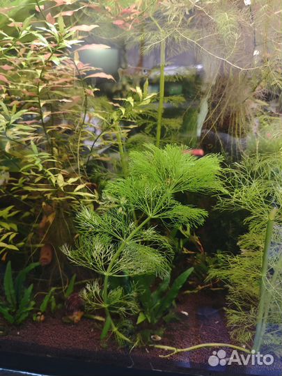 Аквариумная прополка