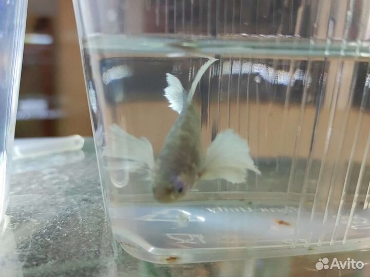 Курочка супердельта дамбо Аквариумные рыбки