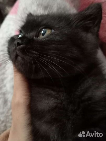 Котенок в дар бесплатно