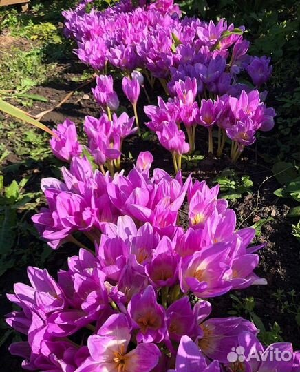 Безвременик