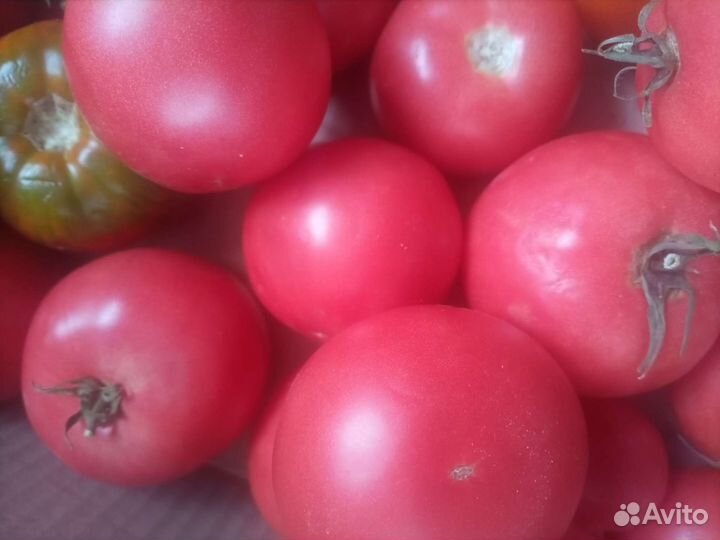 Помидоры домашние