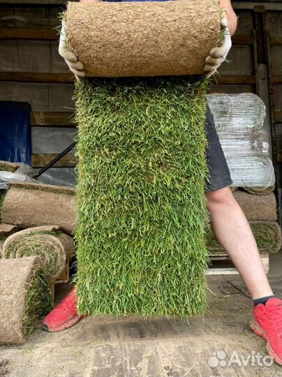 Рулонный газон