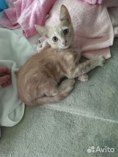 Рыжий котенок