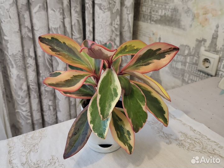 Пеперомия. Комнатный цветок