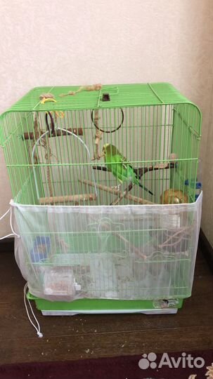 Волнистый попугай