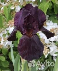 Черный ирис сортовой
