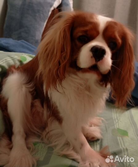 Вязка Кавалер Кинг Чарльз спаниель