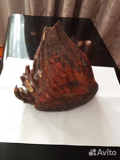 Зуб мамонта