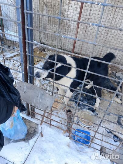 Собака в добрые руки