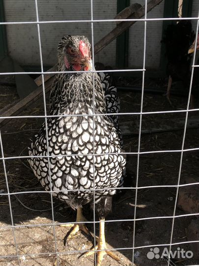 Ия породных кур