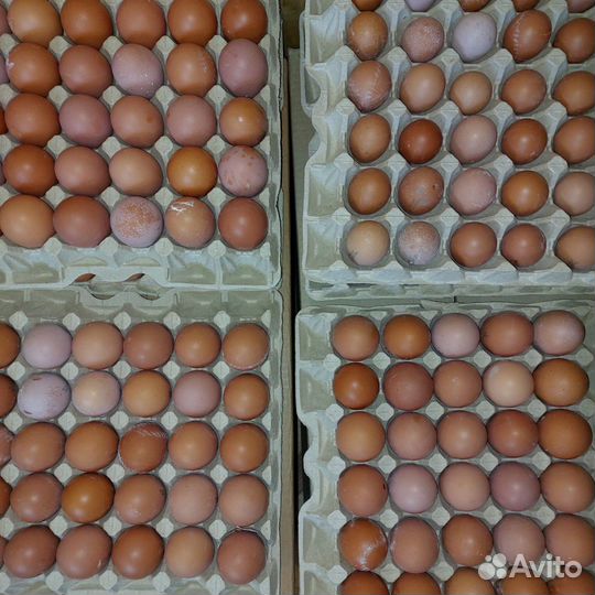 Яйцо куриное