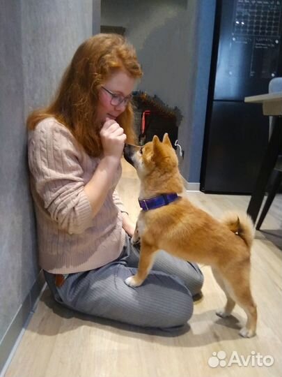 Зооняня приходящая сутки, часы, выгул, передержка