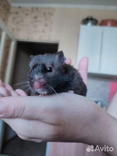 Сирийских хомяк