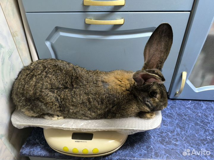 Кролики породы ризен