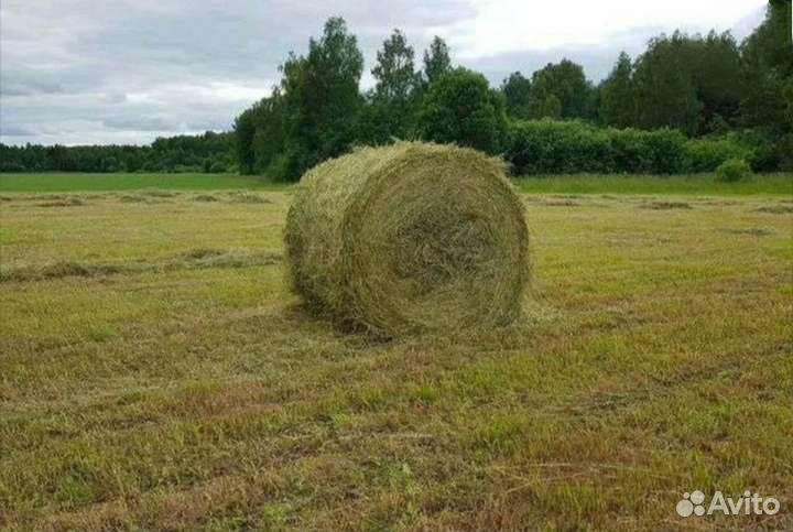 Продам сено в рулонах