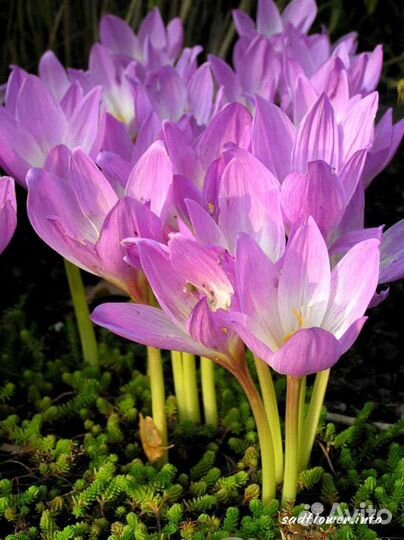 Безвременник или Википедия