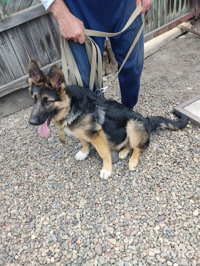 Шлейка для средней собаки