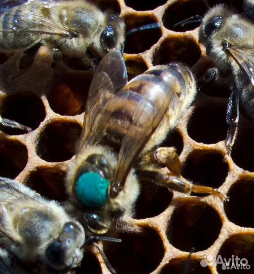 Пчеломатки бакфаст,карника