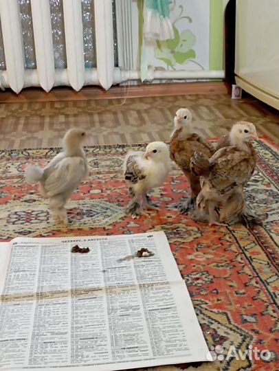 Породистые цыплята, легорн б 33