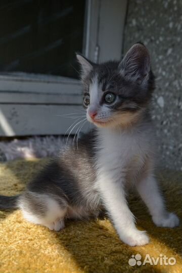 Красоточка девчуля