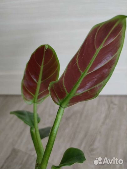 Филодендрон Замиокулькас Фикус Пеперомия