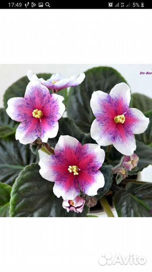 Сортовые фиалки