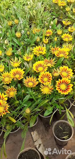 Цветущая рассада петунии,растения,цветы из теплицы