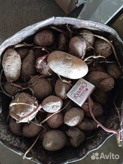 Картофель на посадку
