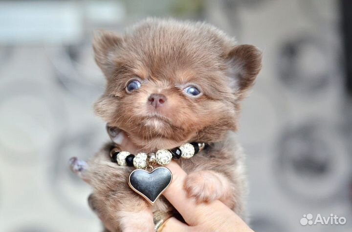 Лиловый мальчик мишка д/ш