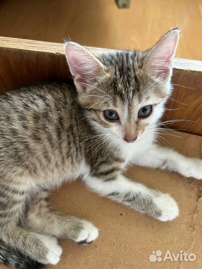 Котенок (девочка) 1,5 месяца в добрые руки
