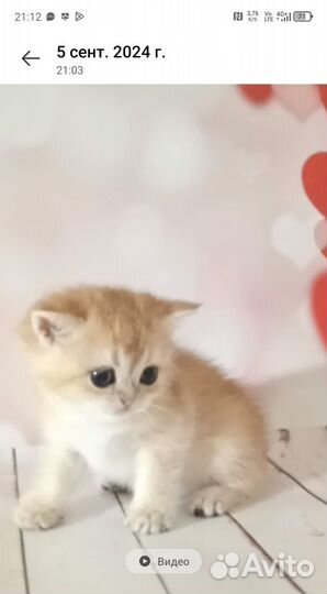 Бриташки очаровашки