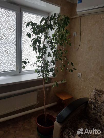 Фикус Бенджамина