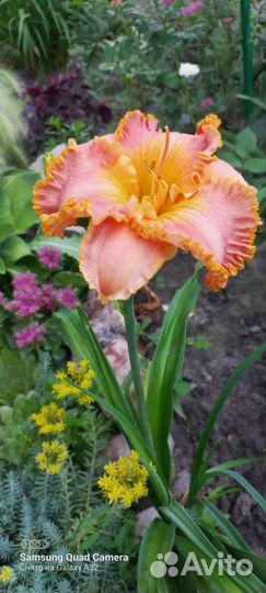 Лилейники набором