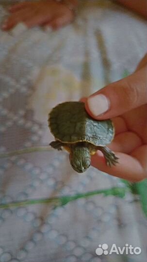 Черепашка