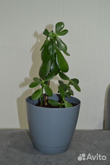 Денежное дерево