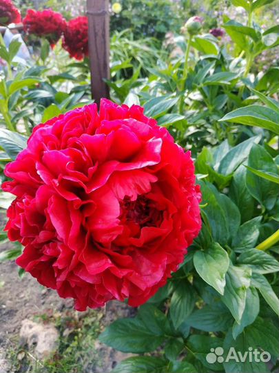 Пионы шикарных сортов