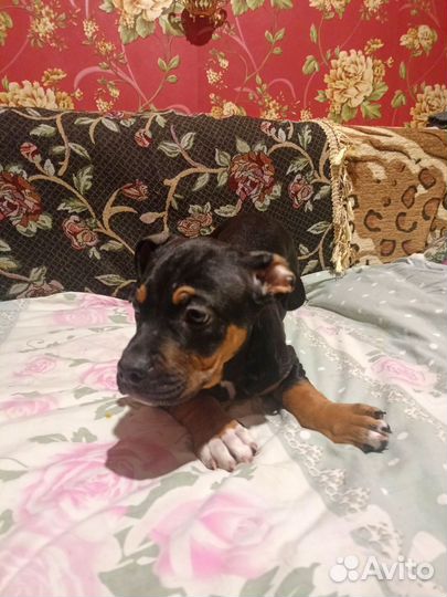 Щенки питбуля