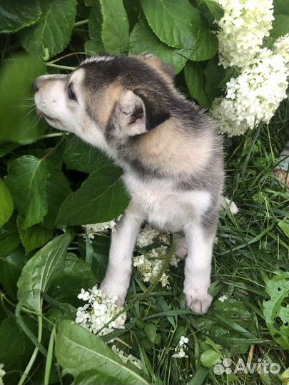 Щенки сибирской хаски