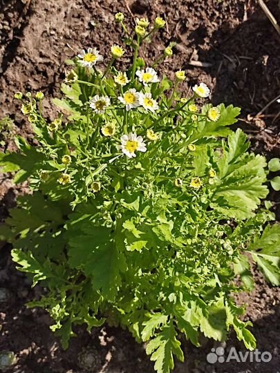 Матрикария (девичья ромашка)