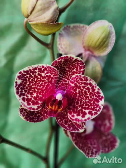 Орхидея фаленопсис