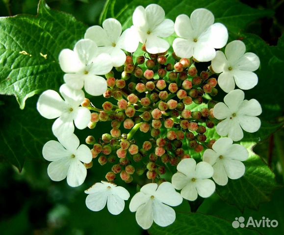 Калина красная