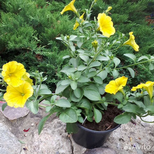 Цветы в горшках