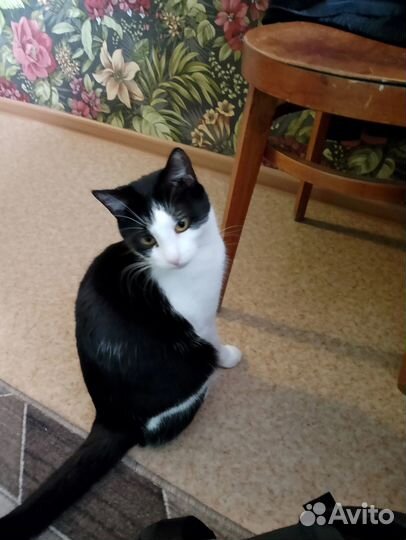 Кот и кошка ищут дом