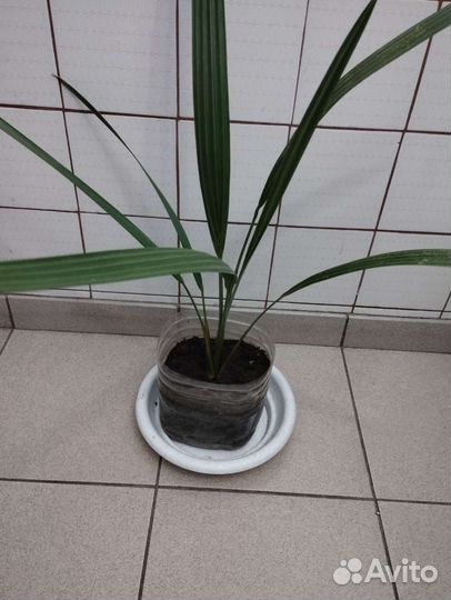 Пальмы финиковая и Хамеропс