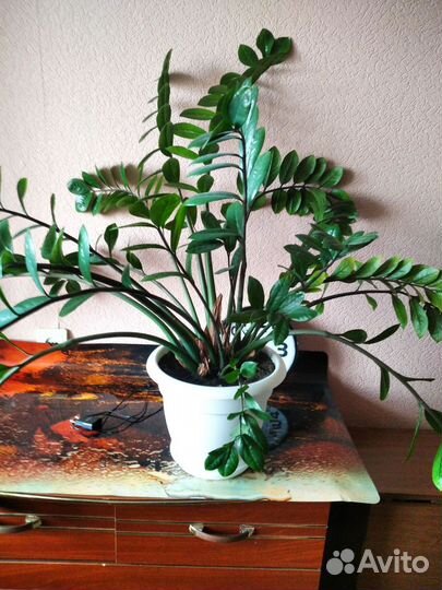 Замиокулкас