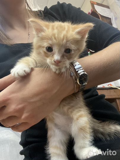 Котёнок пушистик