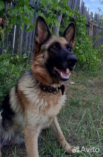 Немецкая овчарка