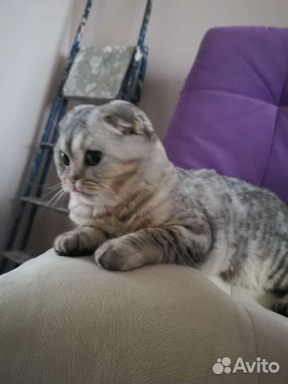 Стерилизация кошек
